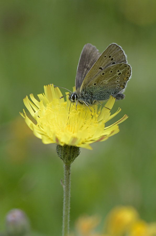 Plebeius eumedon? - Sì, Aricia eumedon